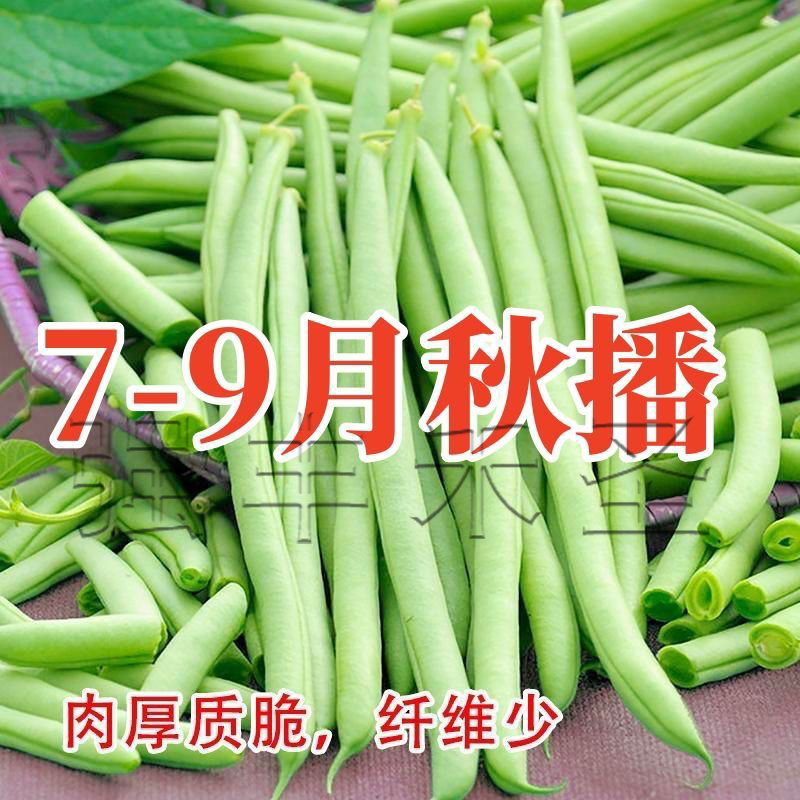 晚秋播四季豆种子早熟红花搭架芸豆种籽秋季架豆种子蔬菜种孑