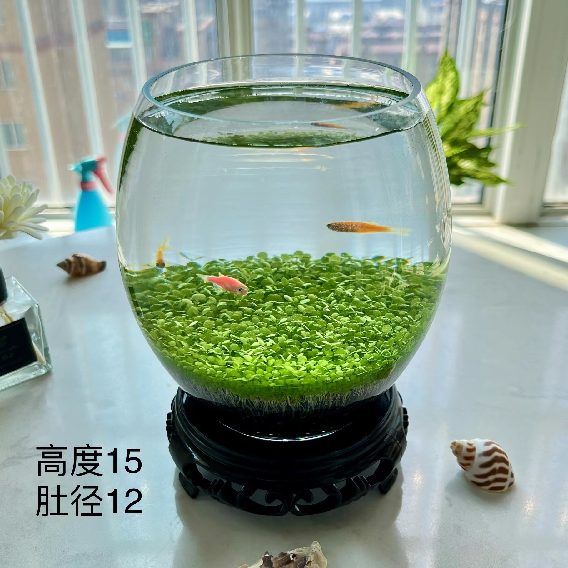 生态水草缸桌面微景观水培绿植造景家庭办公桌面创意水培摆件