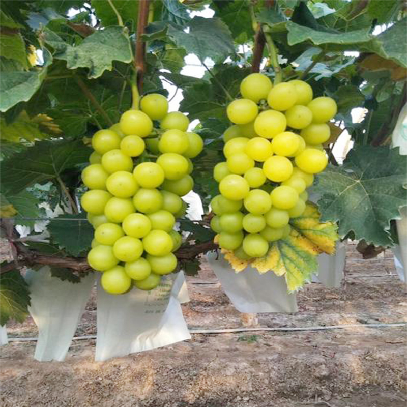 阳光玫瑰葡萄树苗果树果苗南北方种植品种盆栽地栽嫁接葡萄苗优质