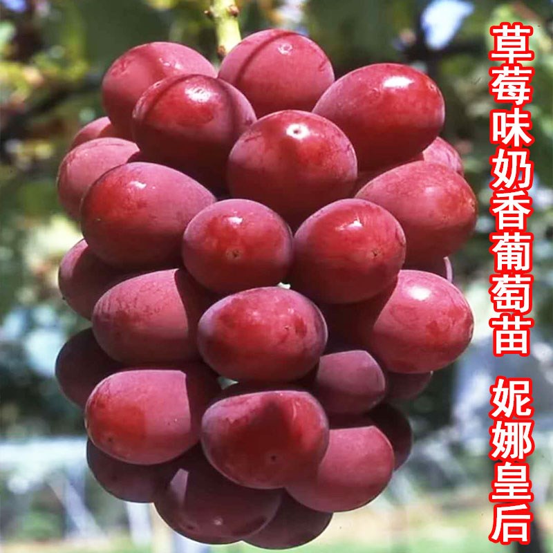 新品种特大葡萄树苗草莓味大果妮娜皇后葡萄苖南北方庭院盆栽种植