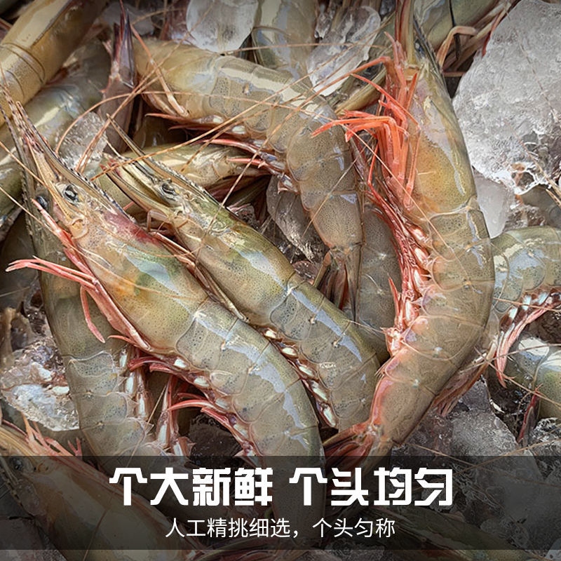 东海野生鲜滑皮虾硬壳虾鹰爪虾自家渔船