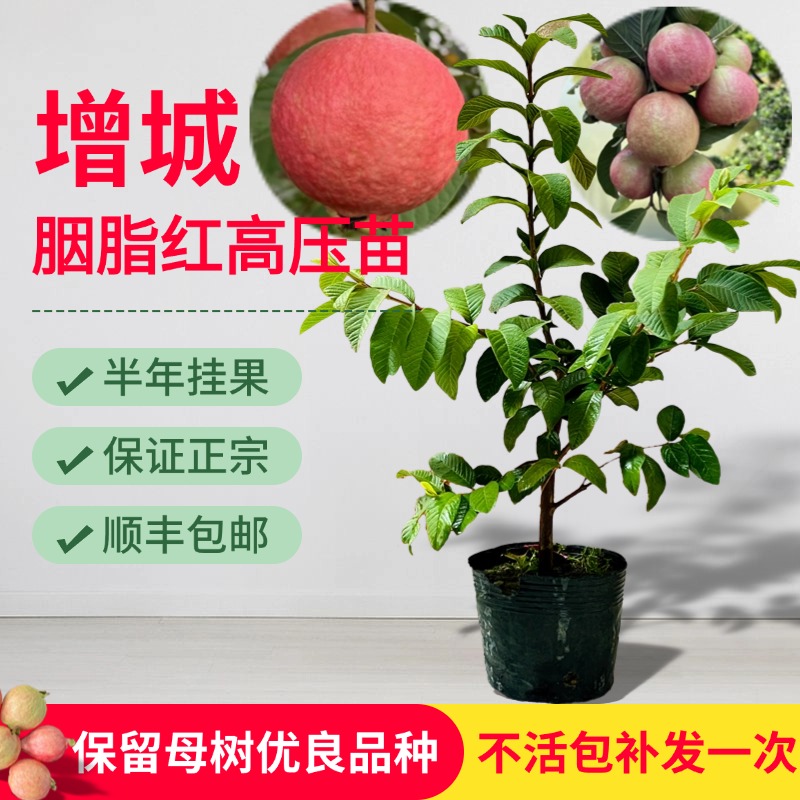 正宗增城胭脂红番石榴高压苗鸡屎果圈枝苗全红四季红七月红宫粉红