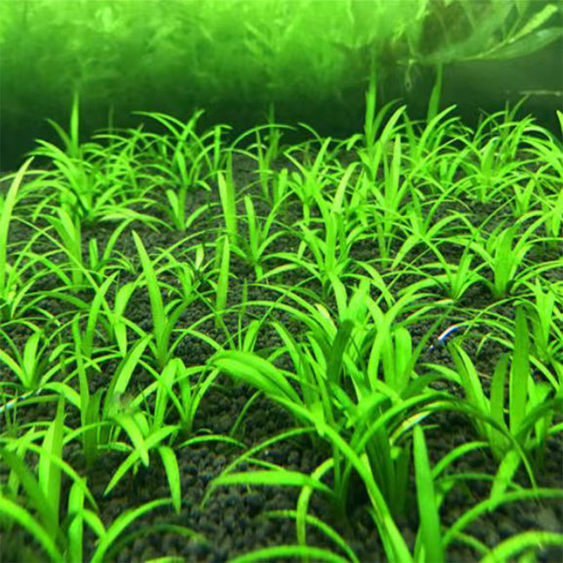 小水兰发货易活古法缸清理造景阴性发货前中后景真发货扭兰龙舌兰