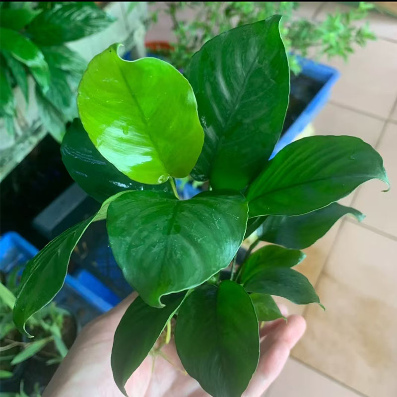 小巴榕水草活体真水草水榕类水草前后景草草缸鱼缸懒人造景