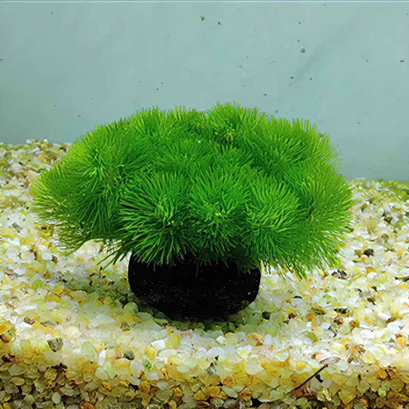 鱼缸绿菊坨草阴性鱼草鱼缸造景水草植物净化水质增氧水草鱼缸造景