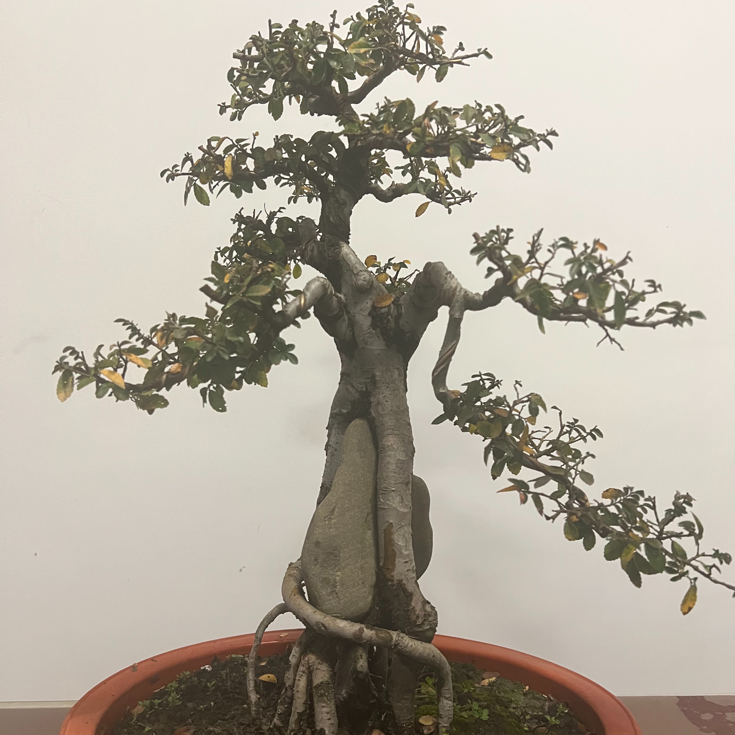 （直播间一物一拍）精品盆景黄栌老鸦柿，黄栌老鸦柿，等老桩盆景植物