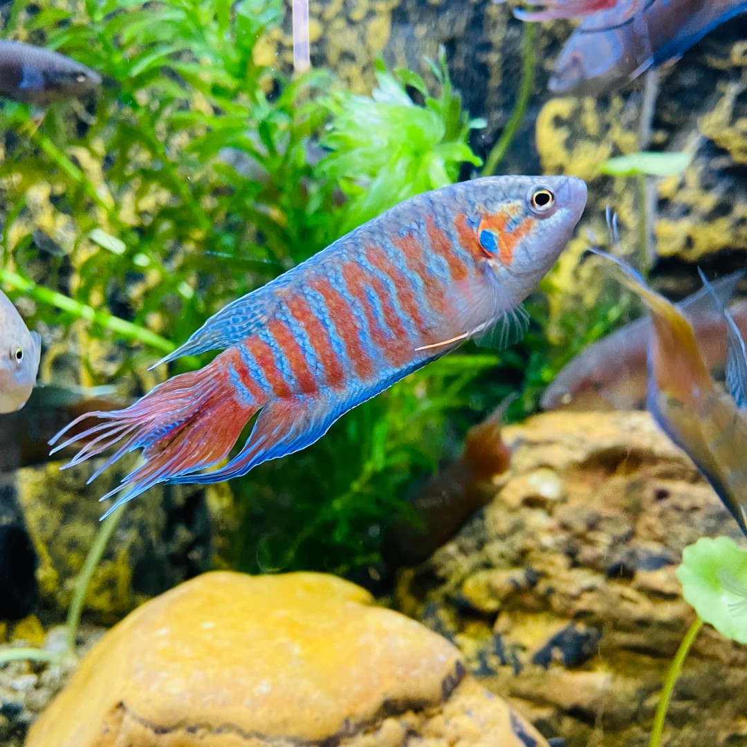 中国斗鱼巨普无需打氧活体淡水耐养小型鱼冷水国斗菩萨鱼观赏鱼