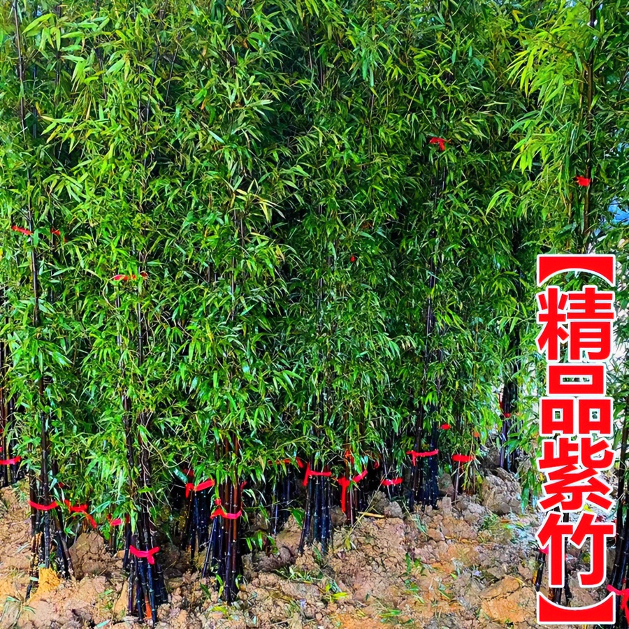 精品紫竹苗区别市面庭院植物北方四季栽种室内盆栽竹围墙绿篱隔断