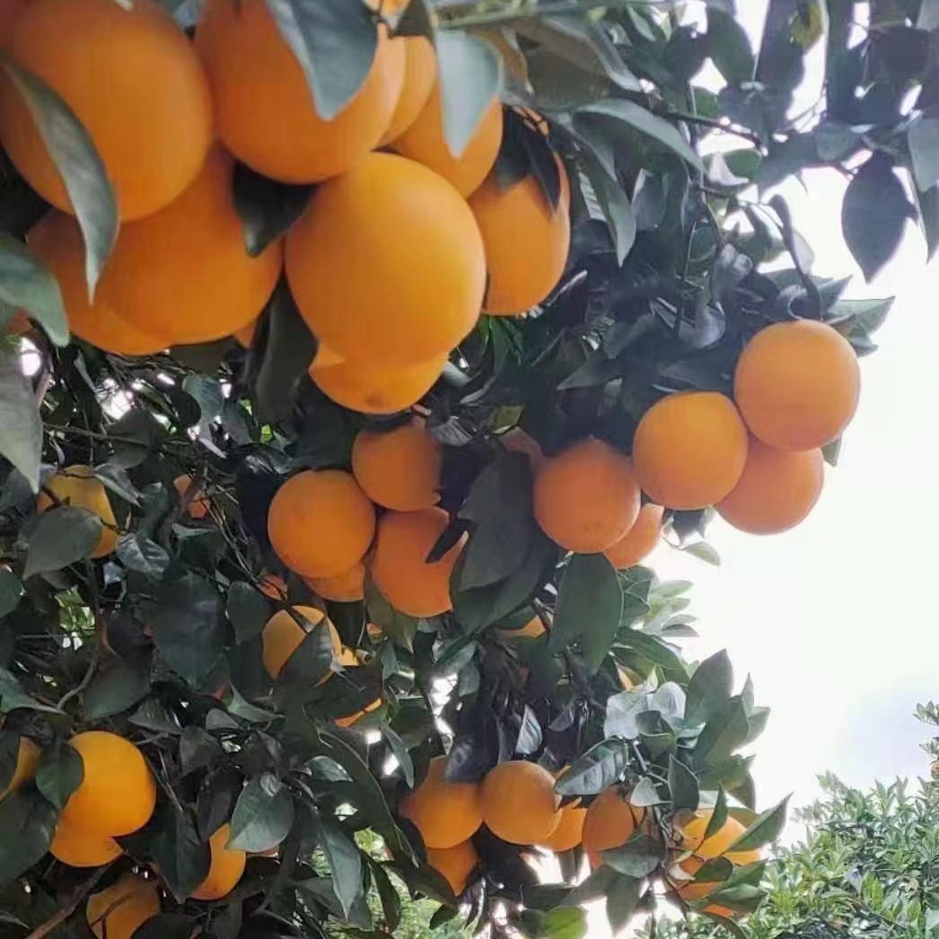 正宗赣南蜜桔脐橙新鲜江西果园无籽水果直发手剥橙子赣南蜜桔脐橙