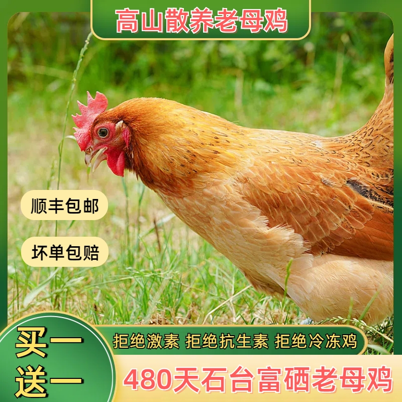 【买一送一】顺丰包邮石台富硒老母鸡高山散养480天老母鸡