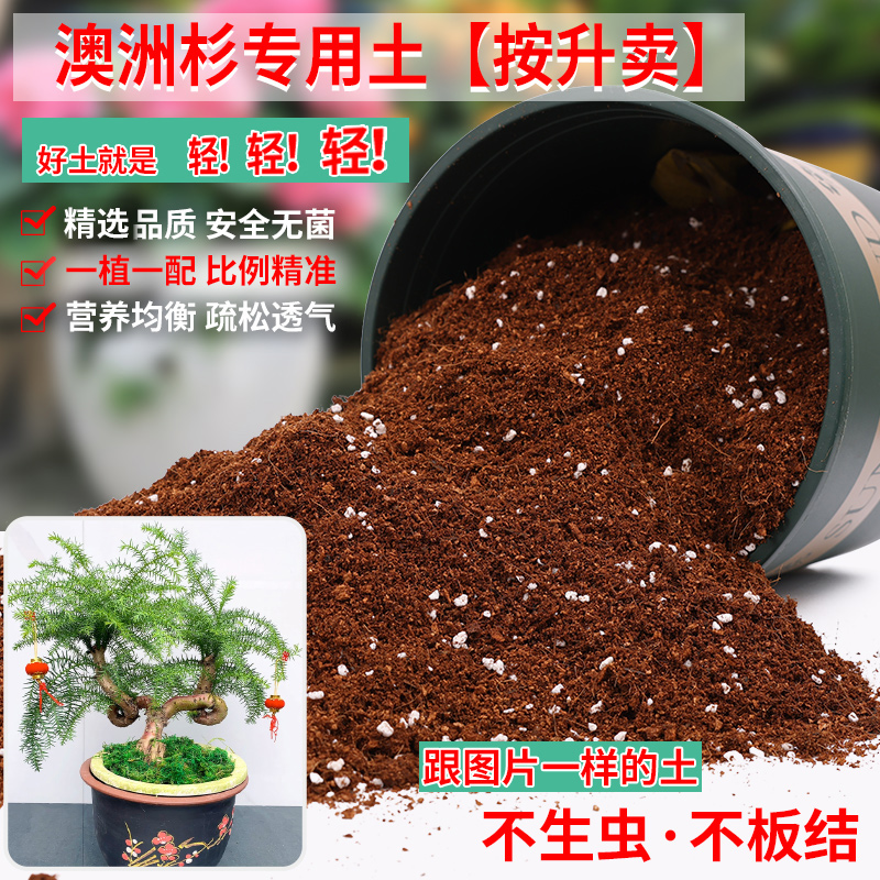 澳洲杉专用土南洋松盆栽有机肥料奥州松树盆景土澳洲杉专用营养土
