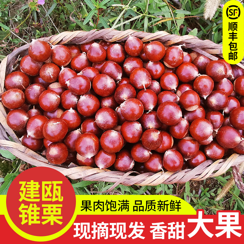2025年福建建瓯锥栗生新鲜板栗高山油栗子农家现摘栗子1/2/3/5斤