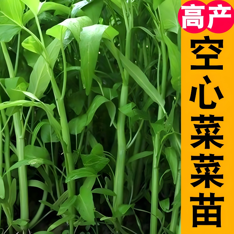 空心菜苗带根三叉柳叶四季空心菜种籽盆栽蔬菜秧苗