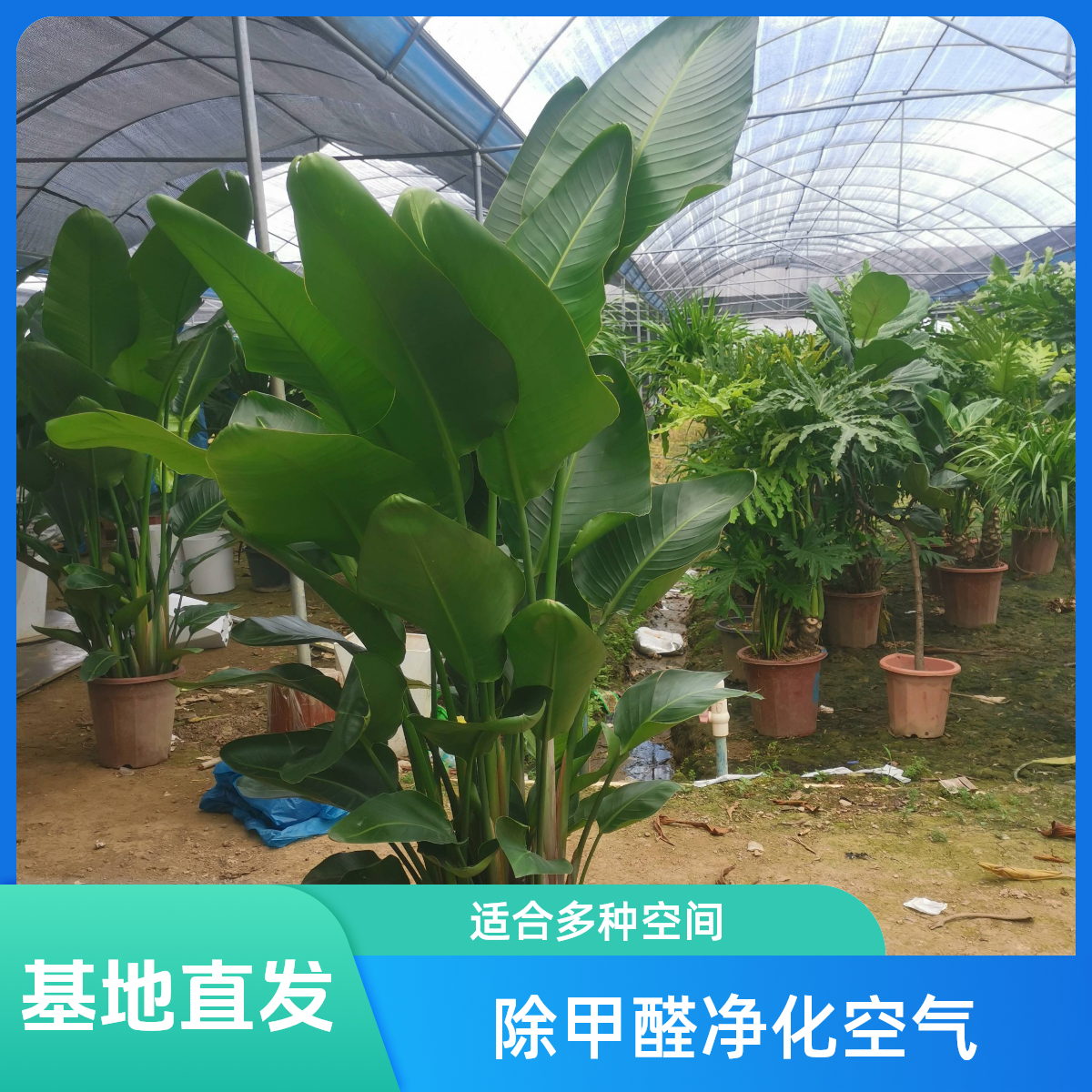 天堂鸟大型绿植除甲醛净化空气卧室居家观叶花卉叶片自然开裂造景