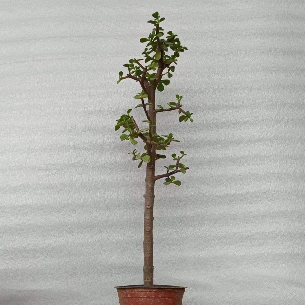 主播推荐金枝玉叶棒棒糖造型花卉绿植零下5度以上可随时发货