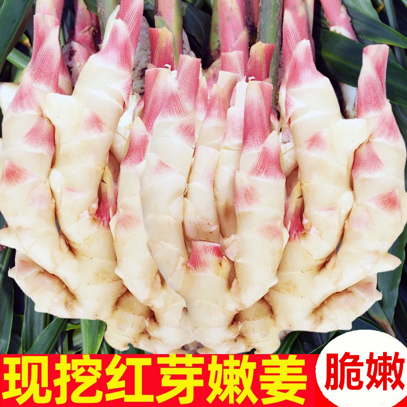 山东优质新鲜嫩姜生姜大仔姜子姜农家自种精品现挖带泥红芽姜泡姜