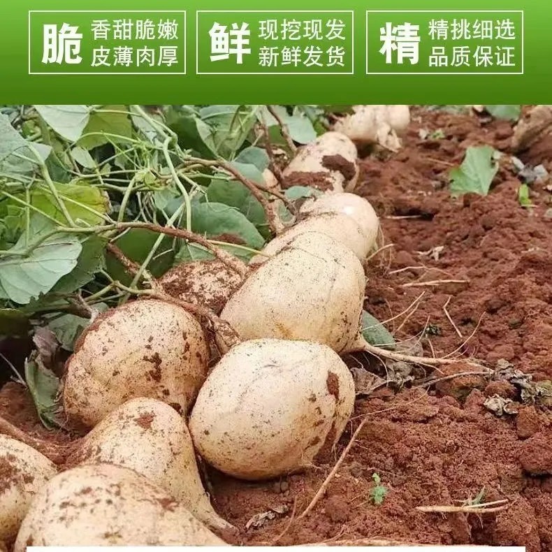 贵州地萝卜脆嫩新鲜地瓜香甜凉薯皮薄现挖现发地萝卜2斤5斤
