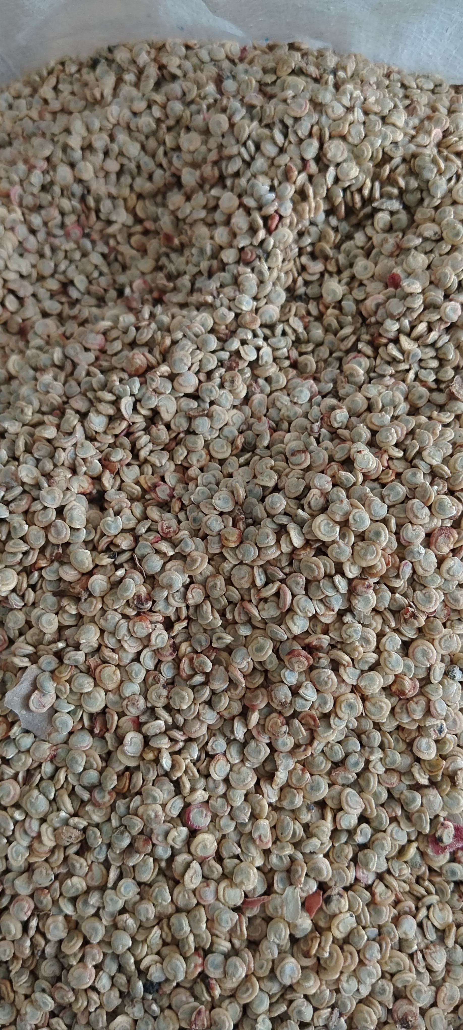 仙人掌种子，虎头团扇仙人掌种子