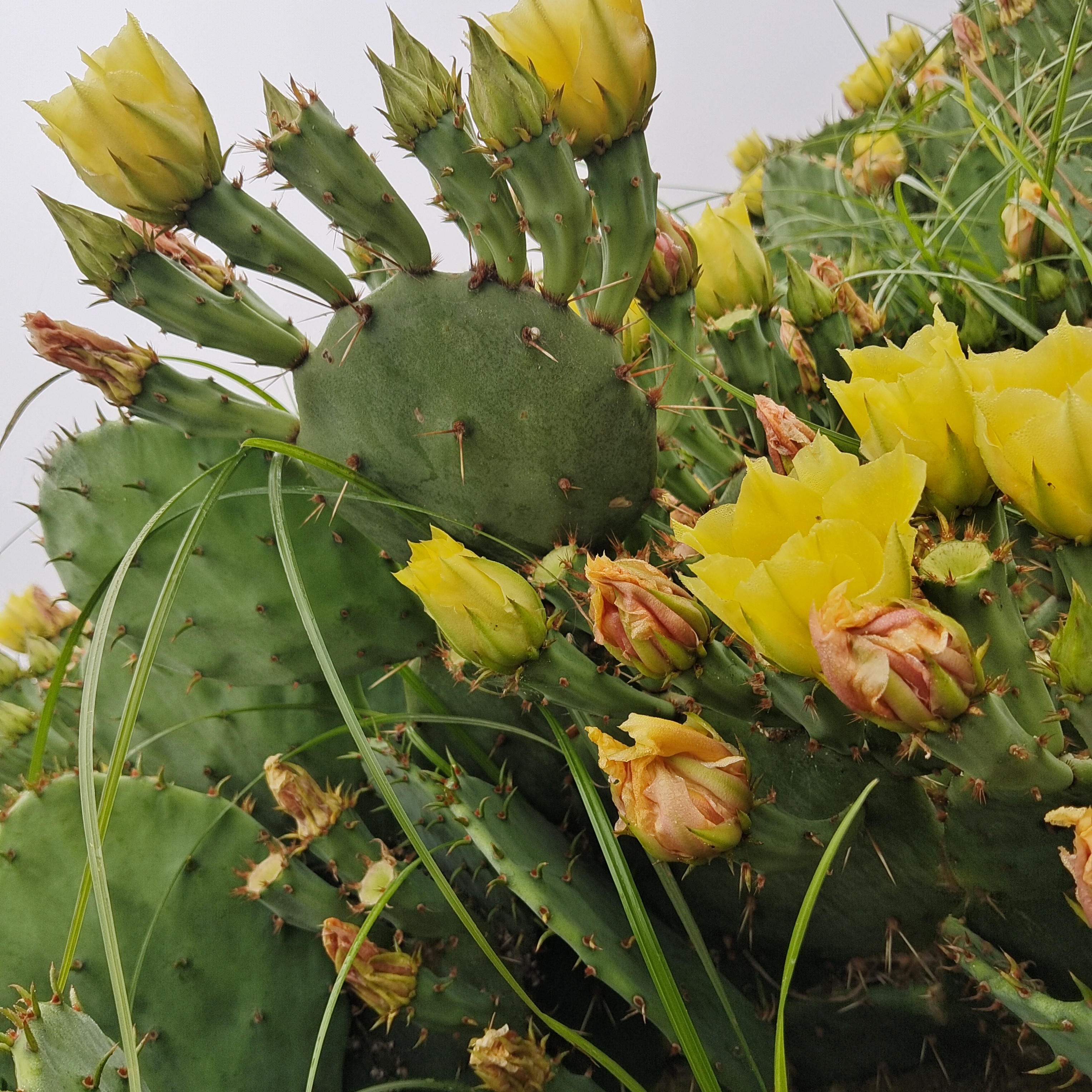 虎头团扇仙人掌耐干耐寒易成活，结果多，紫红色的果子