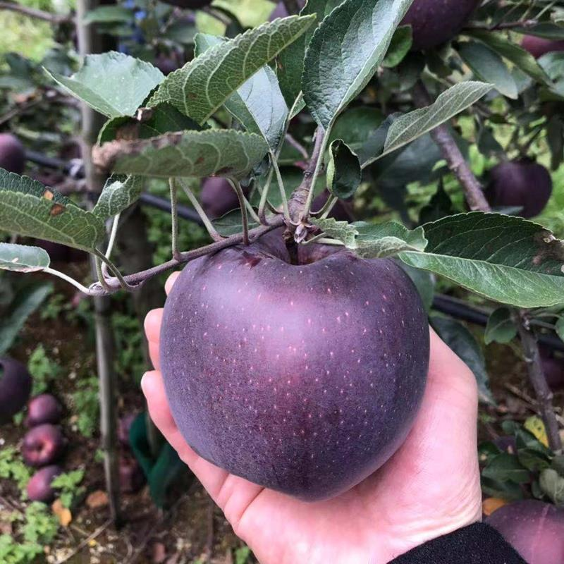 黑钻苹果苗 嫁接新品种苹果树苗特大 南北方种植盆栽地栽当年结果