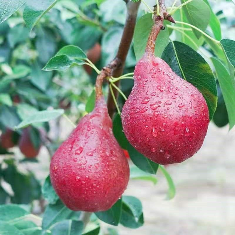 嫁接梨树苗新疆香梨树苗库尔勒香梨苗盆栽地栽庭院种植南北方种植