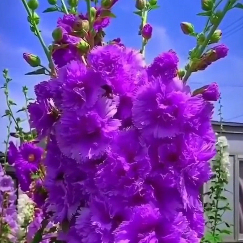 重瓣蜀葵花种子一丈红多年生庭院盆栽耐寒花草籽四季开花混色大花