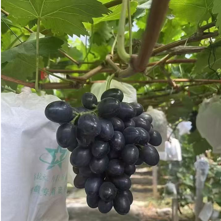 【顺丰包邮】贵州长顺紫王葡萄新鲜采摘现采现发