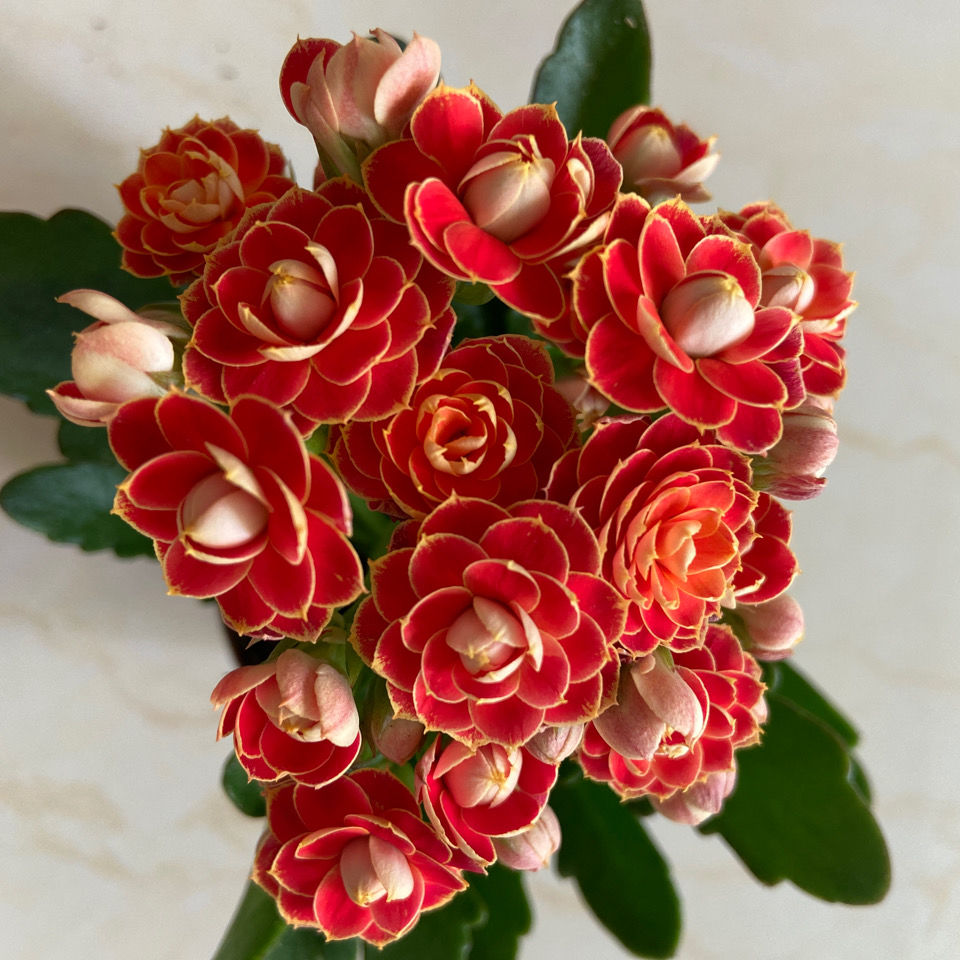 【金狐狸】长寿花盆栽花卉重瓣大花植物室内绿植带花苞发货