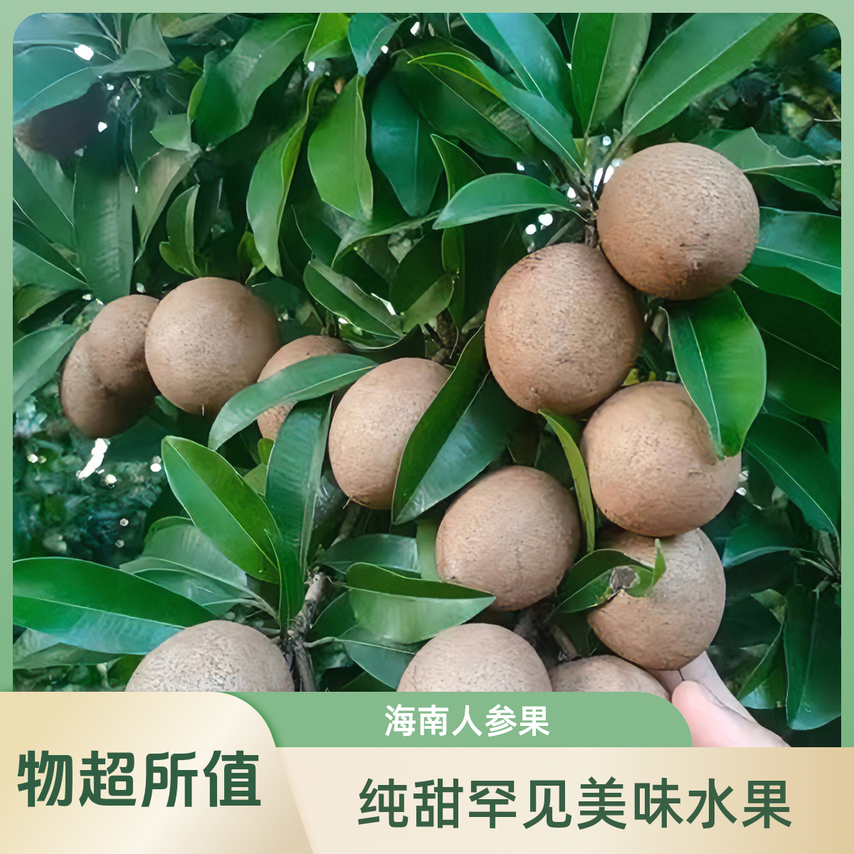 海南人心果人参果罕见水果养生圣果巨甜多汁老树现摘 顺丰