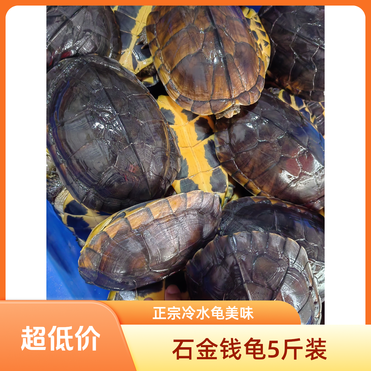 5只共5斤装正宗外塘冷水石金钱老龟生态乌龟
