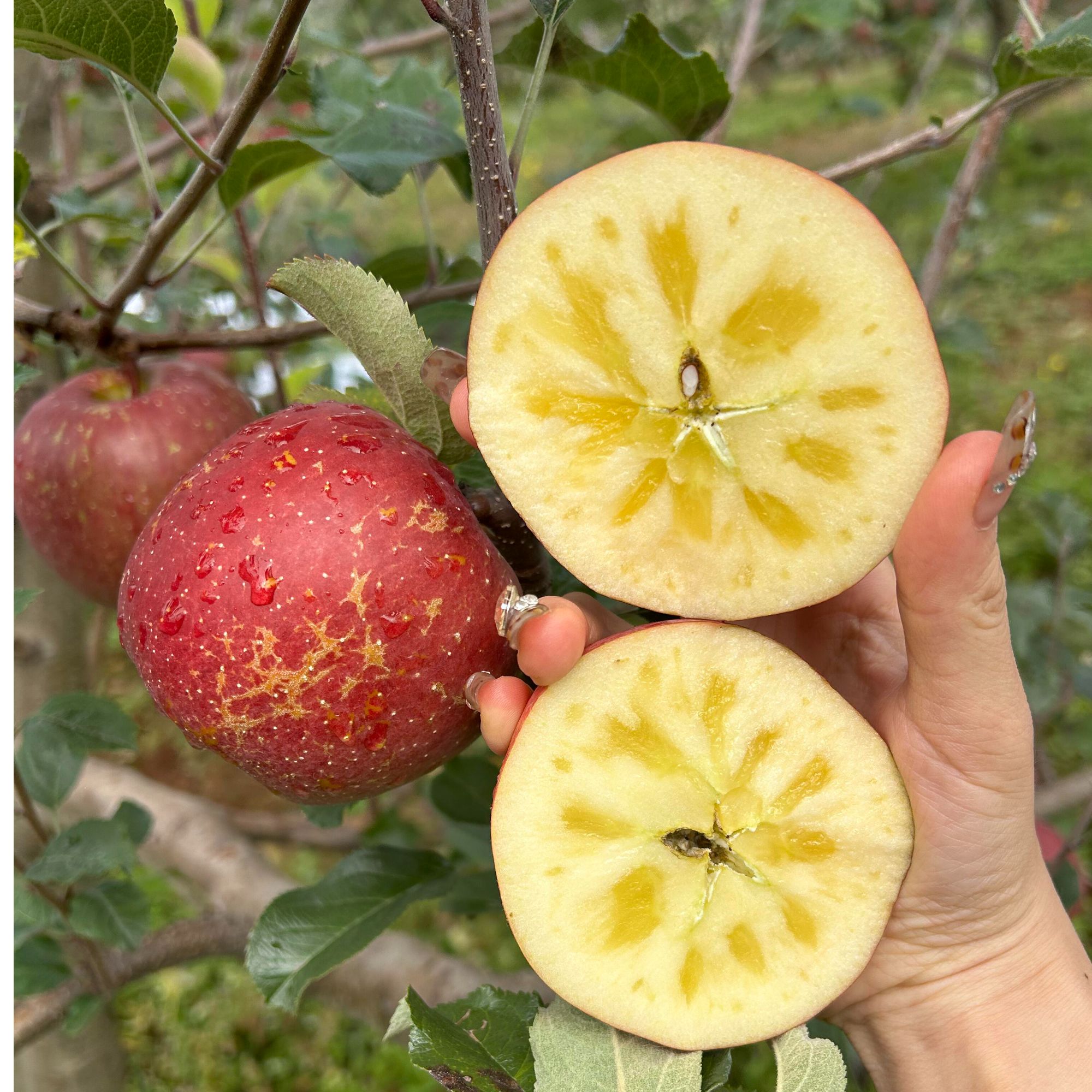 云南昭通高山丑微甜苹果糖心脆甜多汁新鲜采摘孕妇水果现摘战机