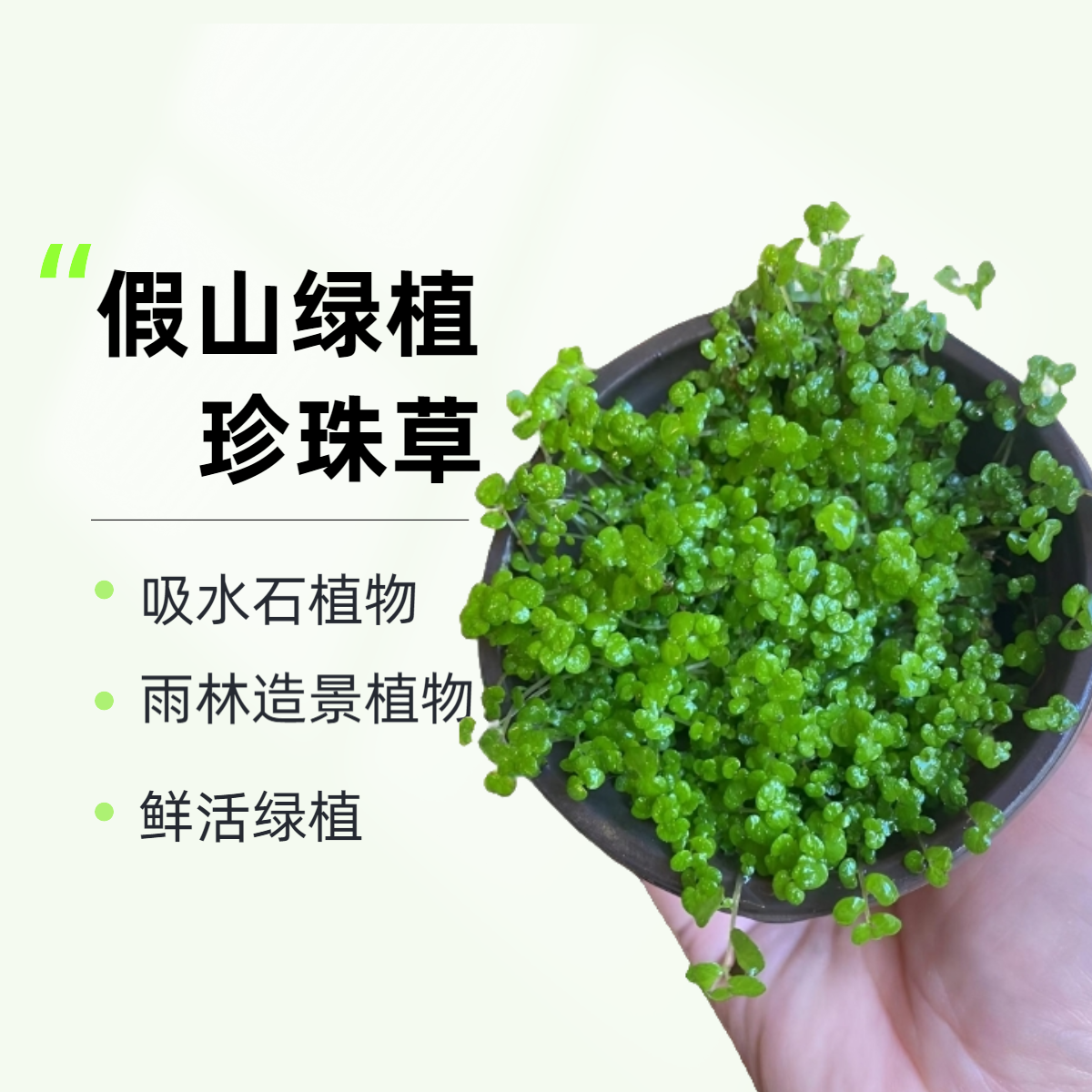 珍珠草吸水石上水石鲜活绿植雨林造景专用盆栽假山爬藤小草爬地矮