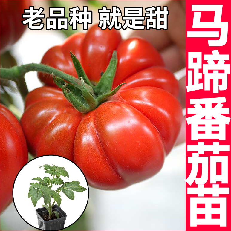马蹄番茄秧苗老品种牛排番茄大红丑柿子老品种西红柿四季阳台盆栽