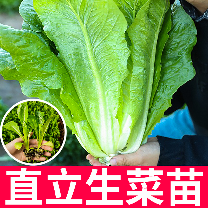 绿直立生菜秧苗沙拉孔雀菜秋冬阳台盆栽蔬菜苗生食香甜易种易活
