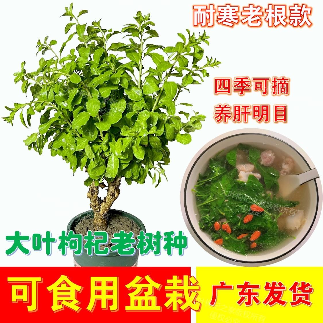 食用大叶枸杞新鲜枸杞菜苗树苗盆栽植物室内南方高产四季蔬菜种植