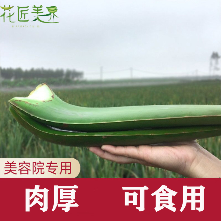 库拉索美容芦荟叶片新鲜灌肤补水敷脸多肉植物基地现发可吃可食用