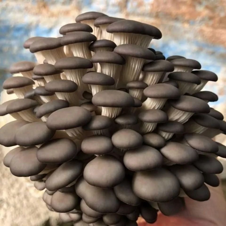 喷水就长蘑菇菌包菌菇种植包食用菌菌棒菌包好养平菇四季