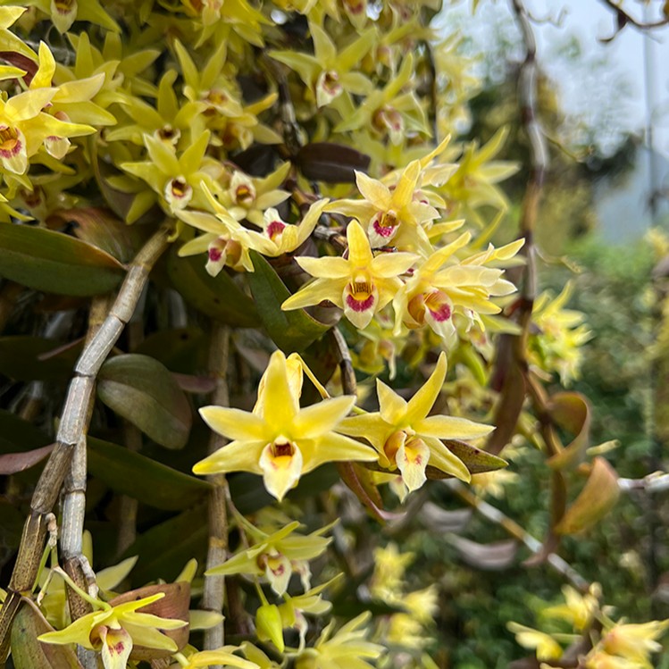 岙居石斛雁荡山铁皮石斛苗三年生石斛兰驯化苗基地直发可食用花卉