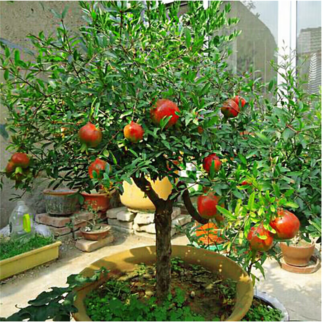 石榴树树苗突尼斯软籽石榴苗盆栽庭院果树特大带土无籽甜石榴树苗