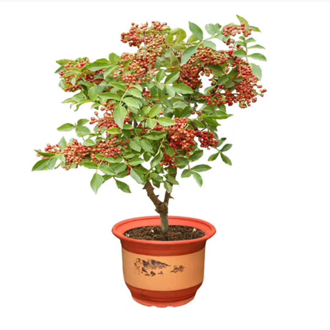 大红袍花椒树苗花椒苗树四川麻椒盆栽地栽带土花椒树当年结果大苗