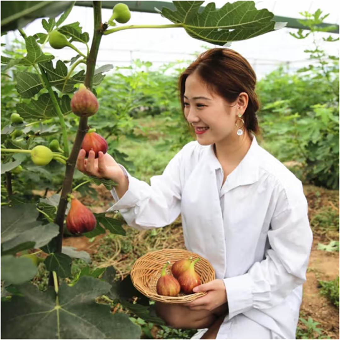 无花果树果苗盆栽特大果芭劳萘波姬红格莱斯青皮无花果苗树新品种