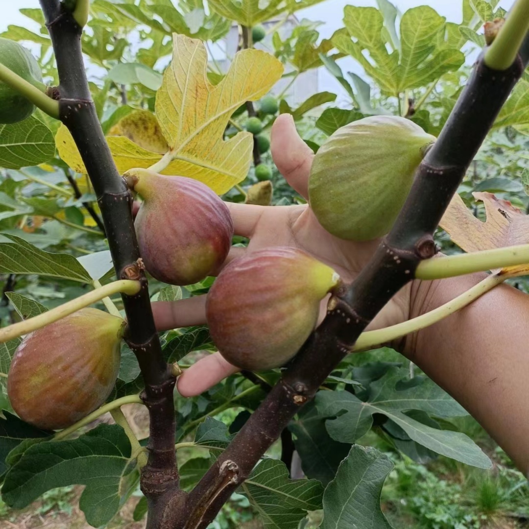 无花果树果苗盆栽水果苗耐寒特大波姬红南北方阳台种植地栽当年结