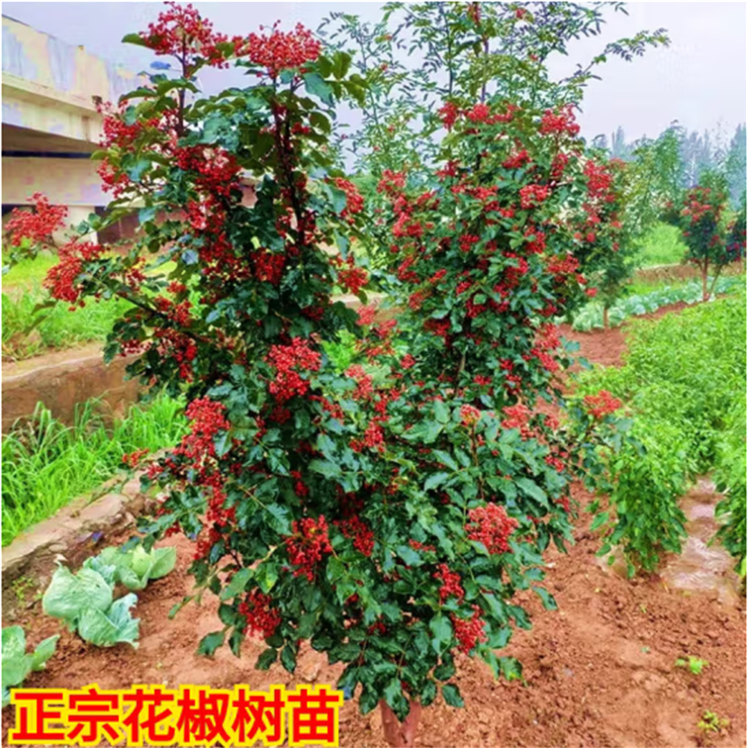 大红袍花椒树苗花椒苗树四川麻椒盆栽地栽带土花椒树当年结果大苗