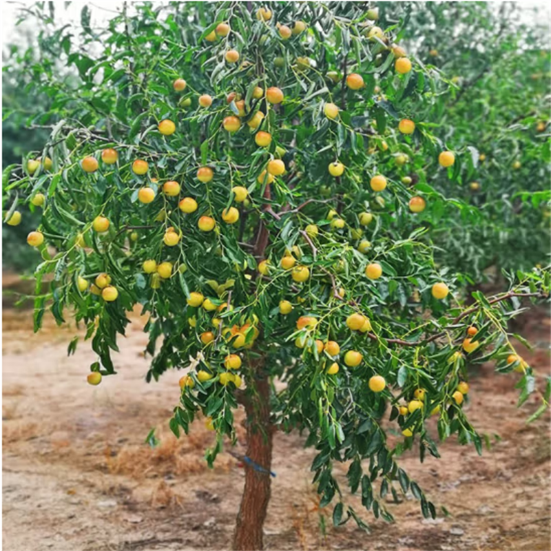 枣树活苗大枣超甜冬枣南北方种植水果树苗地栽庭院盆栽矮化沾化枣