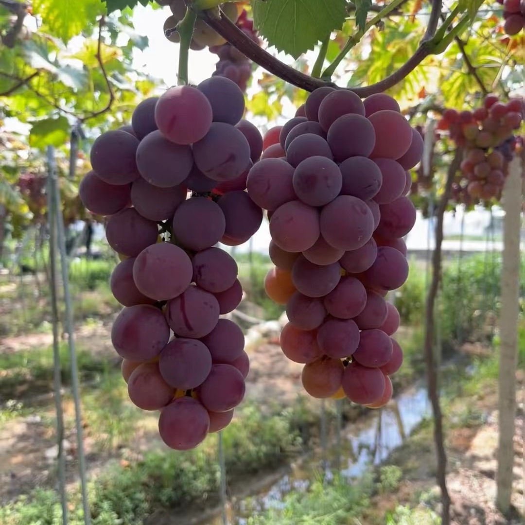 葡萄树苖特大巨峰葡萄苗爬藤阳光玫瑰葡萄树苗北南方种植果树果苗