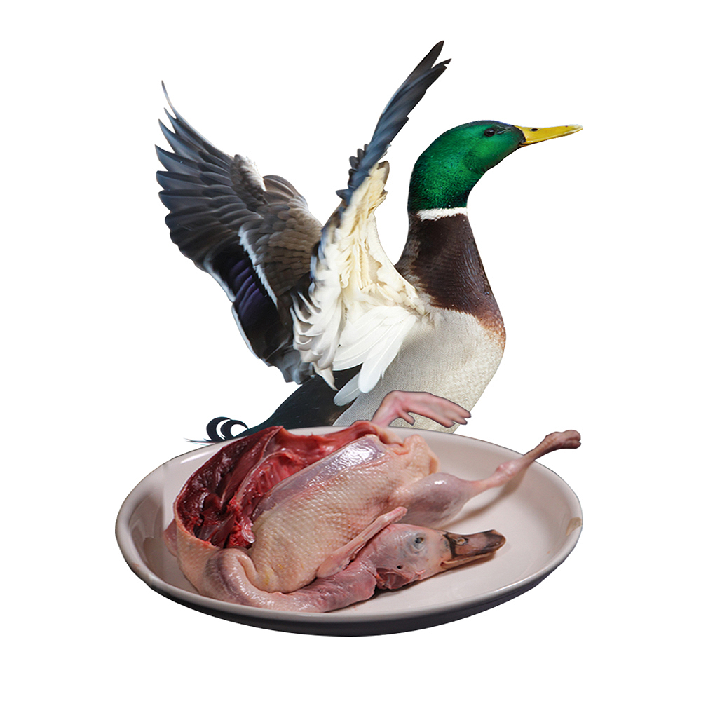 会飞绿头飞鸭人工驯养鸭子湖北洪湖原产地直发1kg/只新鲜鸭肉