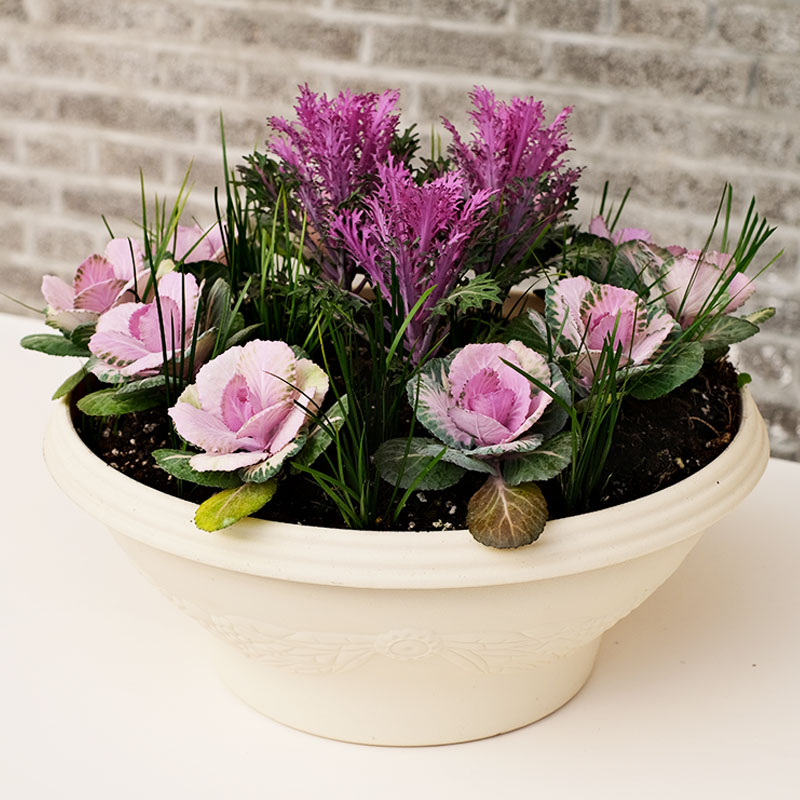 逸棵羽衣甘蓝花苗花种子苗阳台庭院盆栽易种易活