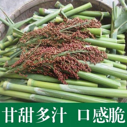 甜杆甜柑种子北方甘蔗种子高粱种子高糖度甜脆多汁甜棒水果种庭院