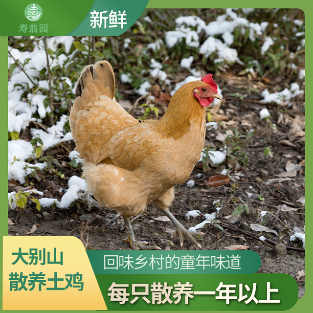 大别山散养土鸡老品种青脚麻鸡林间散养五谷喂养净重2.5斤以上
