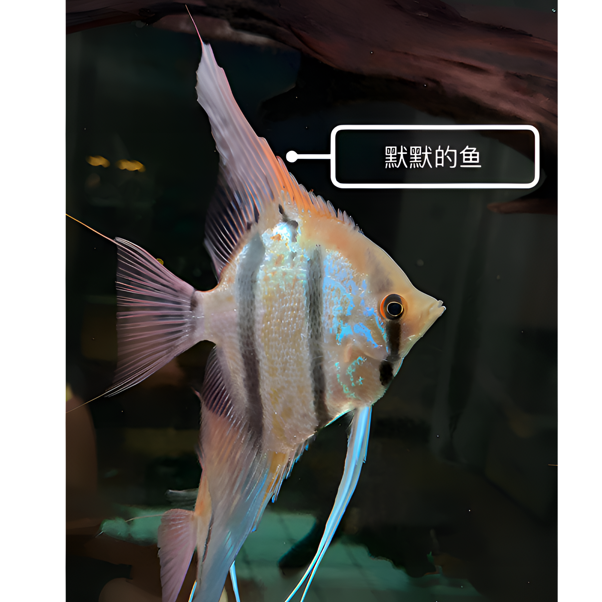 肉身3~4厘米一组魔门斯卡F1精品神仙鱼